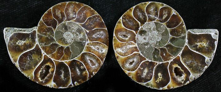 Small Desmoceras Ammonite Pair - #27873